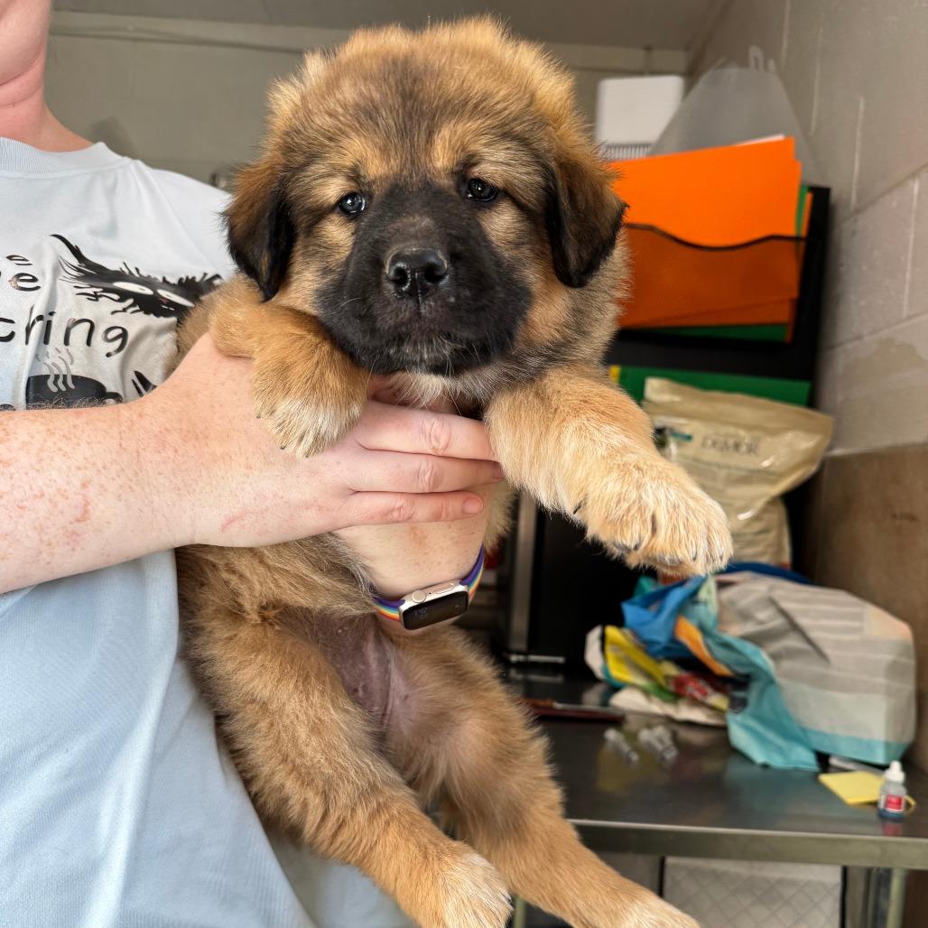 Enlarge Odette, a Adoptable mixed breed in Eureka Springs, AR image 6/6