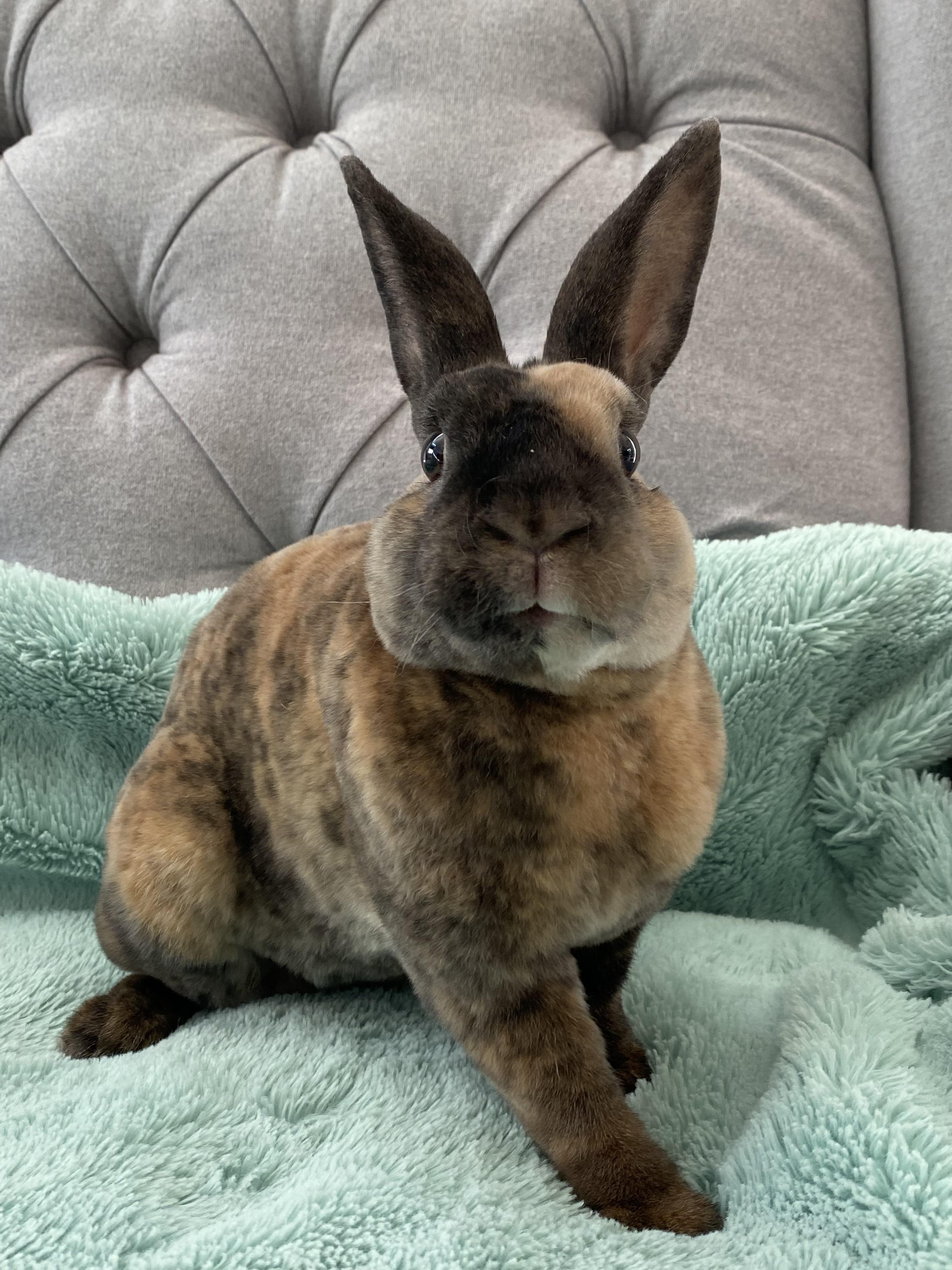 Sable, Adoptable, Young Male Mini Rex.
