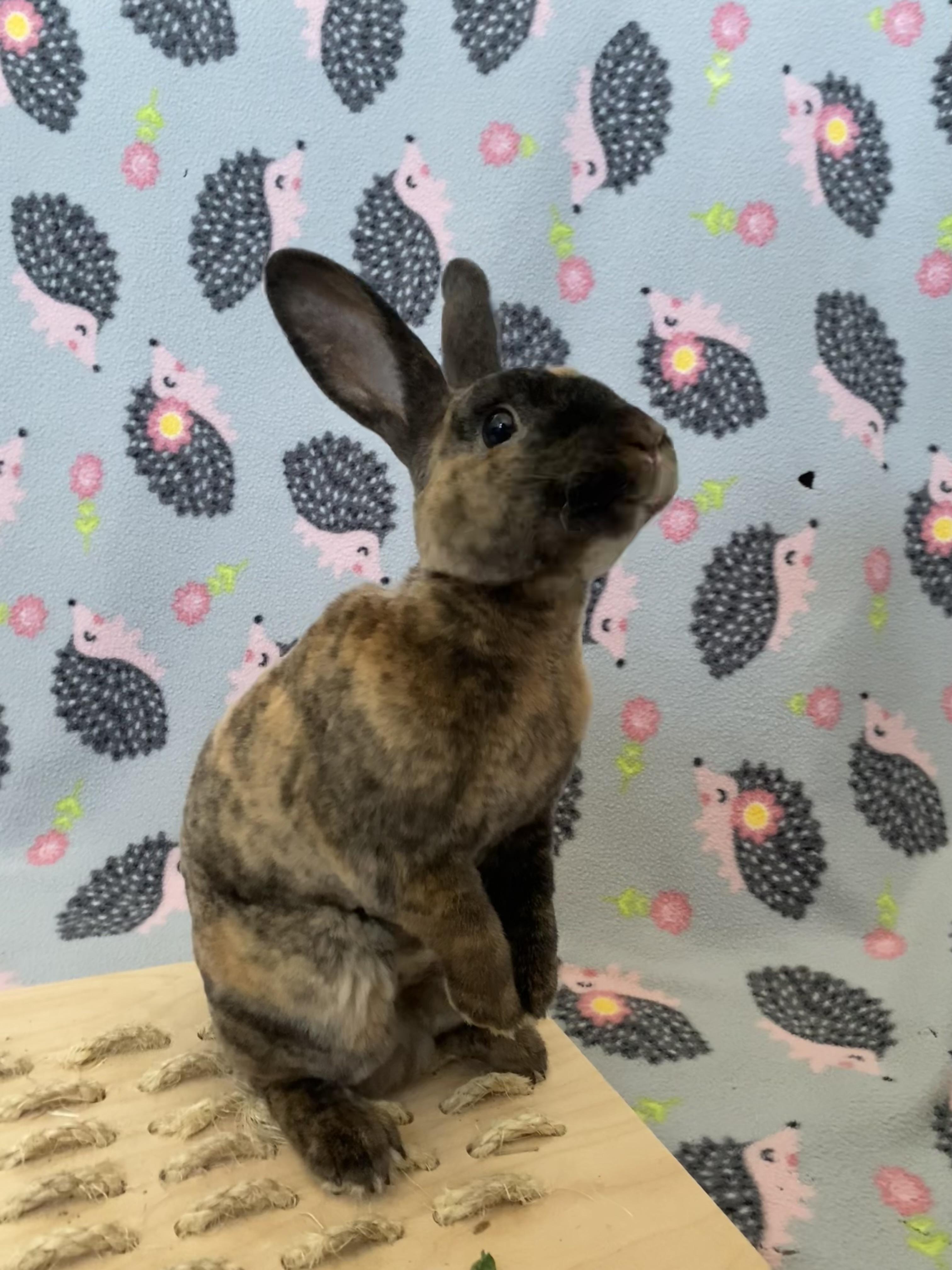 Enlarge Sable, a Adoptable Mini Rex in Livermore, CA image 5/6