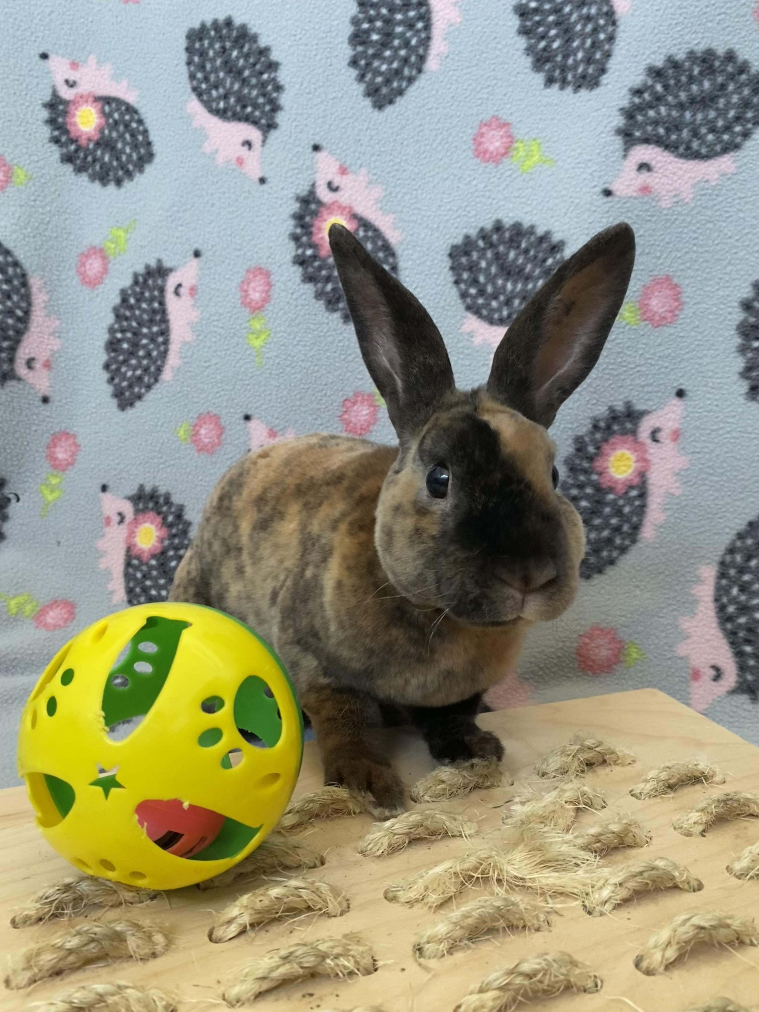 Enlarge Sable, a Adoptable Mini Rex in Livermore, CA image 3/6