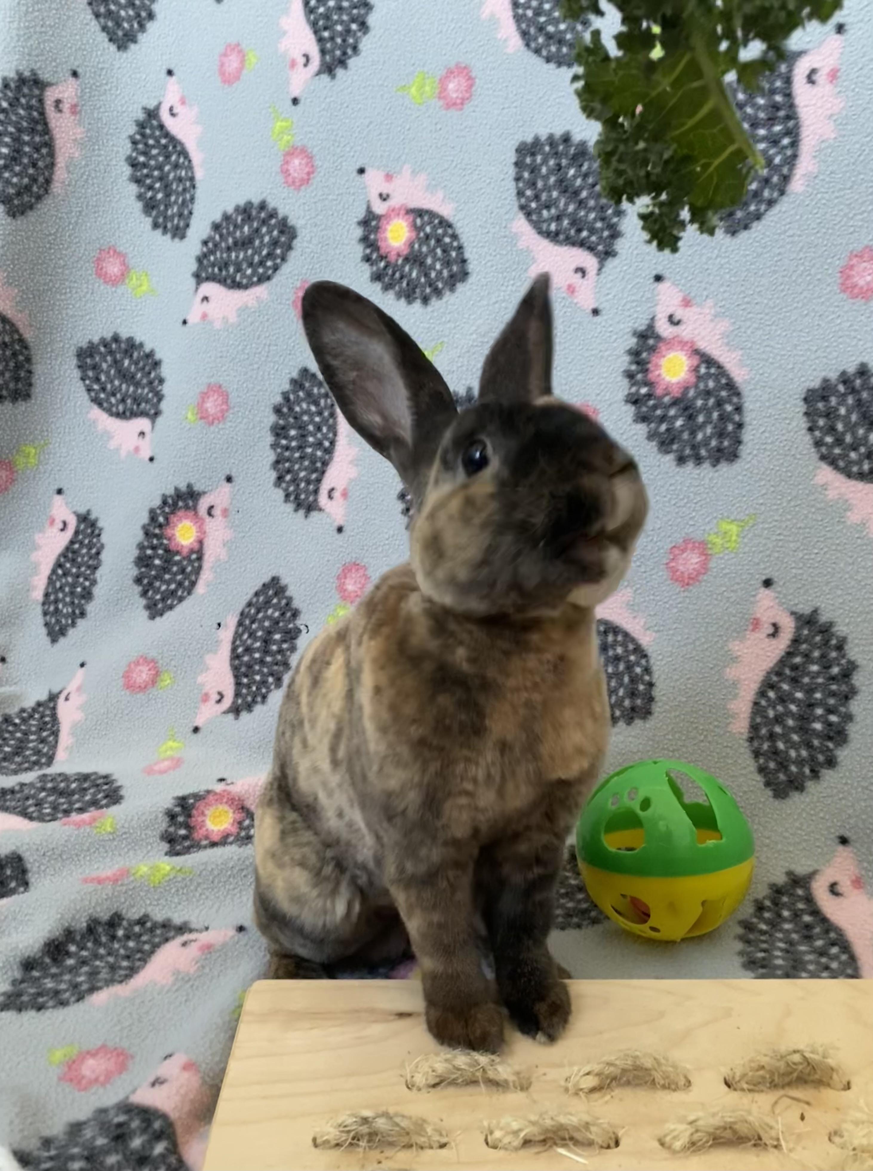 Enlarge Sable, a Adoptable Mini Rex in Livermore, CA image 2/6