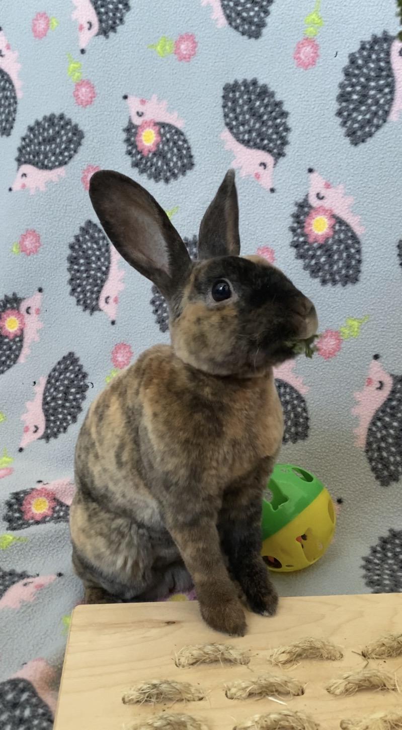 Enlarge Sable, a Adoptable Mini Rex in Livermore, CA image 4/6
