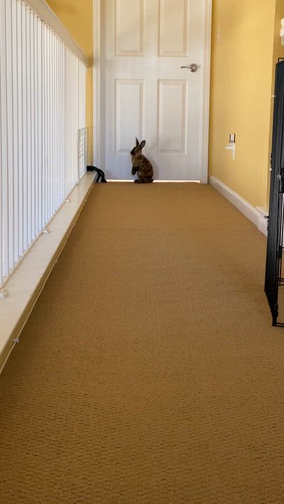 Enlarge Sable, a Adoptable Mini Rex in Livermore, CA video 6/6