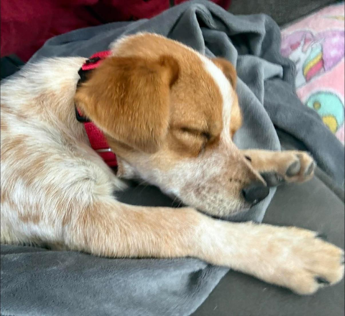Enlarge Chili, a ADOPTABLE mixed breed in Fort Worth, TX image 5/5