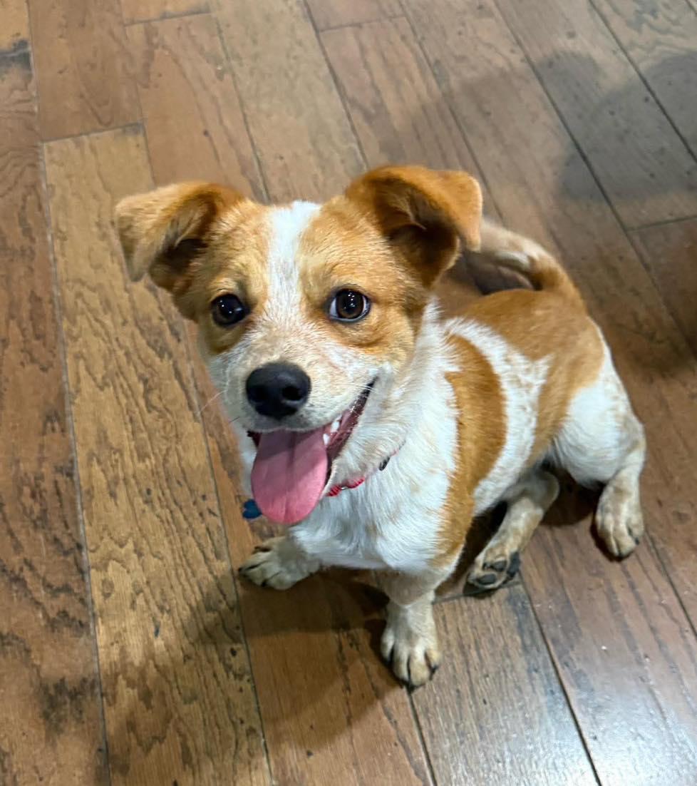 Enlarge Chili, a ADOPTABLE mixed breed in Fort Worth, TX image 1/5