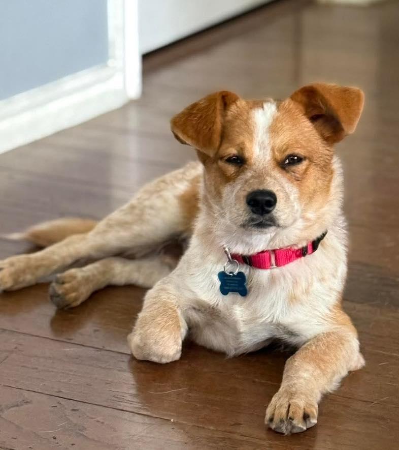 Enlarge Chili, a ADOPTABLE mixed breed in Fort Worth, TX image 3/5