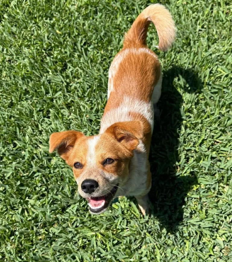 Enlarge Chili, a ADOPTABLE mixed breed in Fort Worth, TX image 4/5