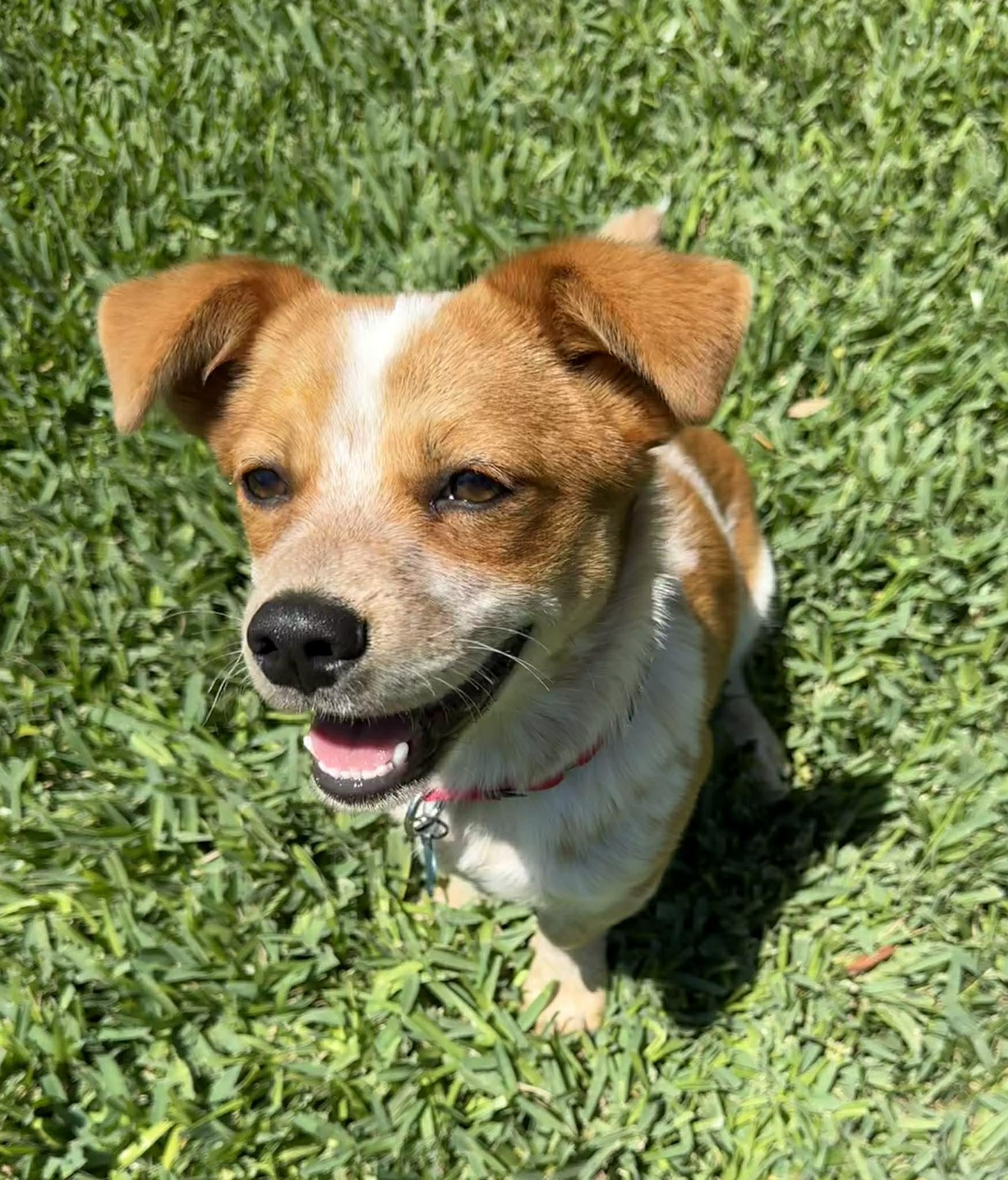 Enlarge Chili, a ADOPTABLE mixed breed in Fort Worth, TX image 2/5