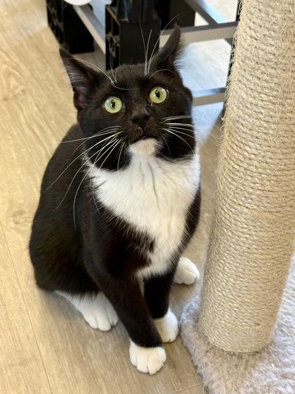 Thorne, adopted, Adult Male Domestic Short Hair.