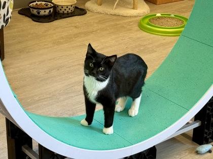 Enlarge Thorne, an adopted Domestic Short Hair in Downers Grove, IL image 3/3