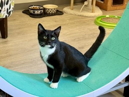 Enlarge Thorne, an adopted Domestic Short Hair in Downers Grove, IL image 2/3
