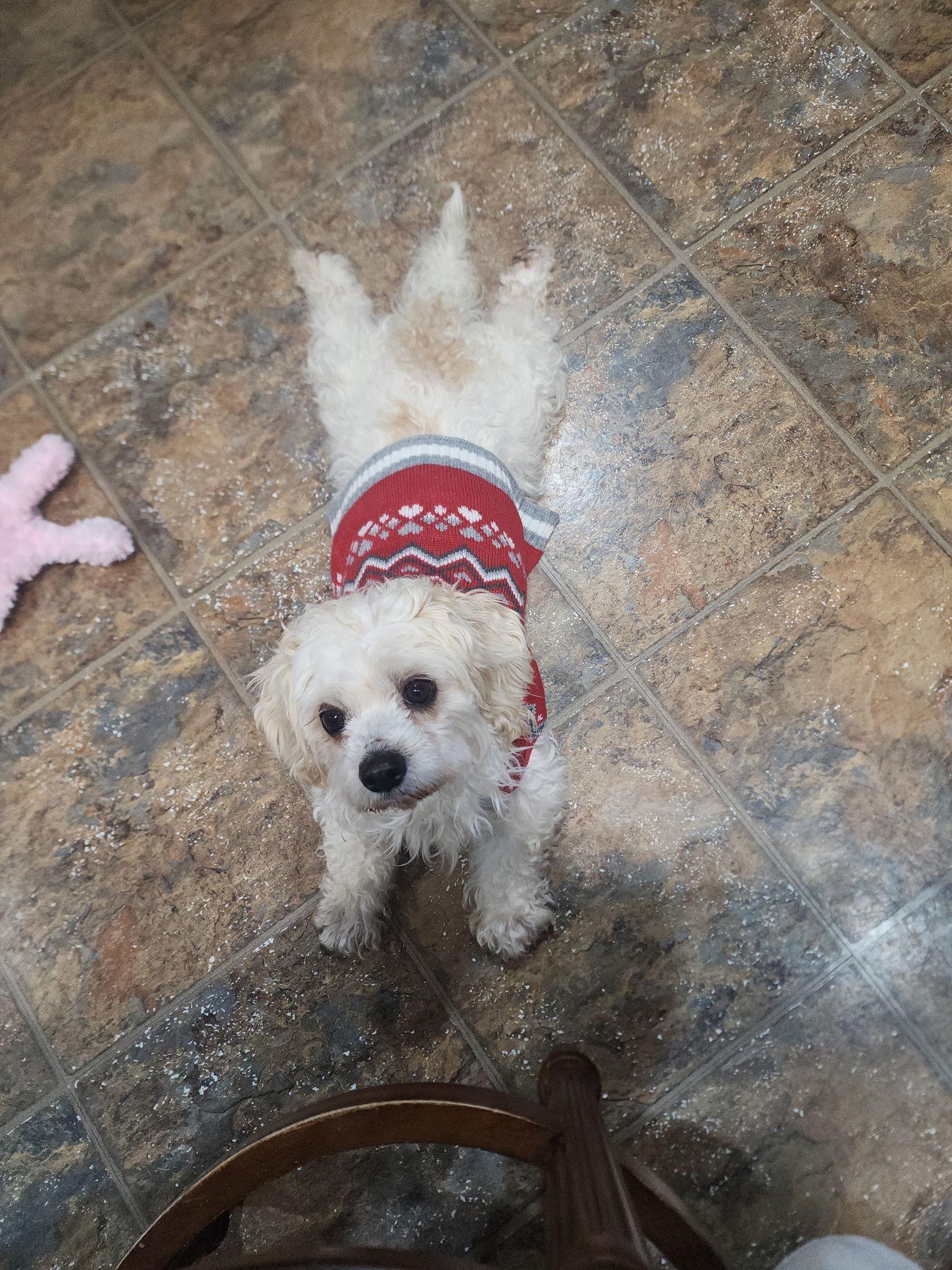 Enlarge D128 Litter Nala PLEASE READ BIO FIRST, a Adoptable mixed breed in Livonia, MI image 2/3