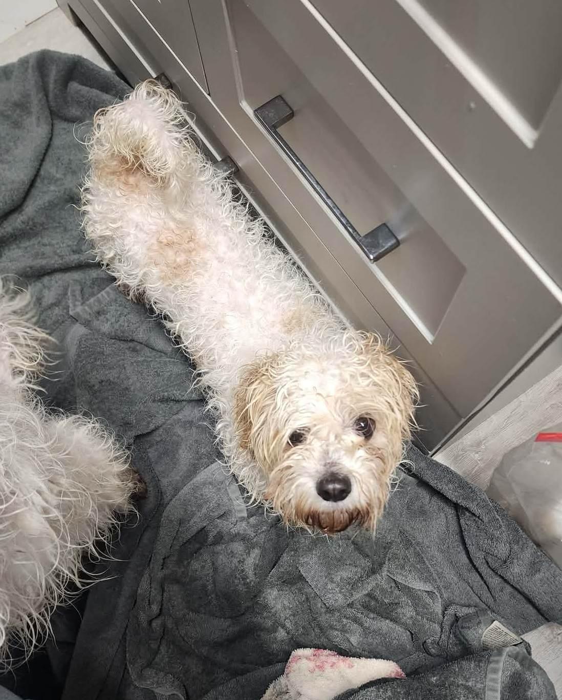 D Litter Nala thumbnail 3