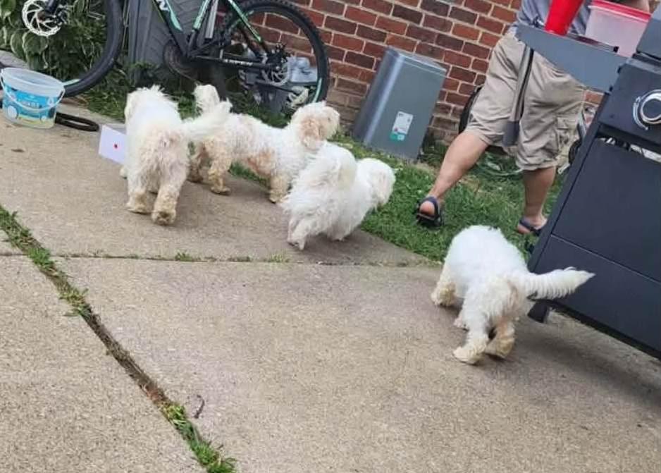 D Litter Nala thumbnail 4