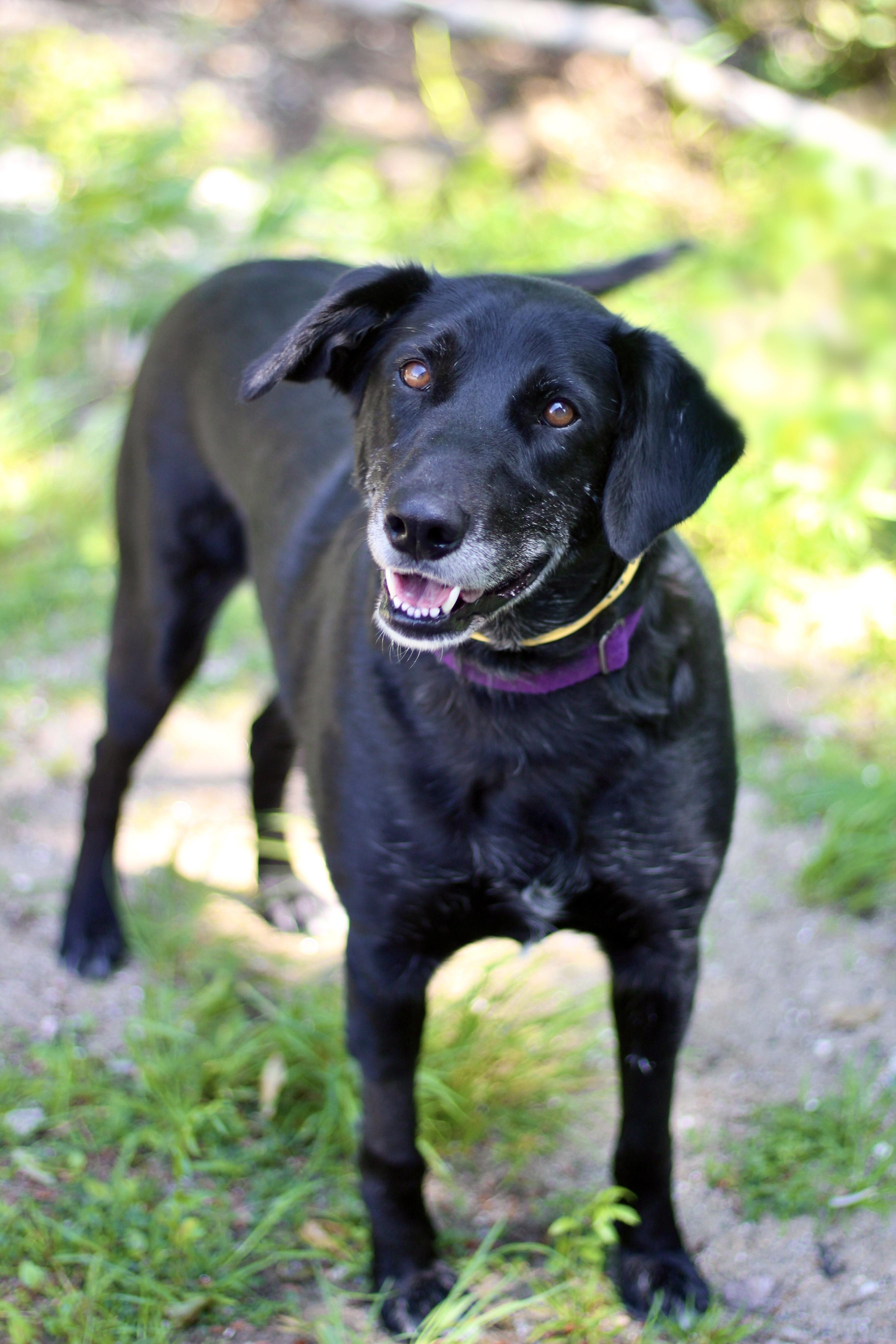 Anita May in NH! Come Meet our Adoptable Dogs Wednesday-Saturday. More info in Bio!