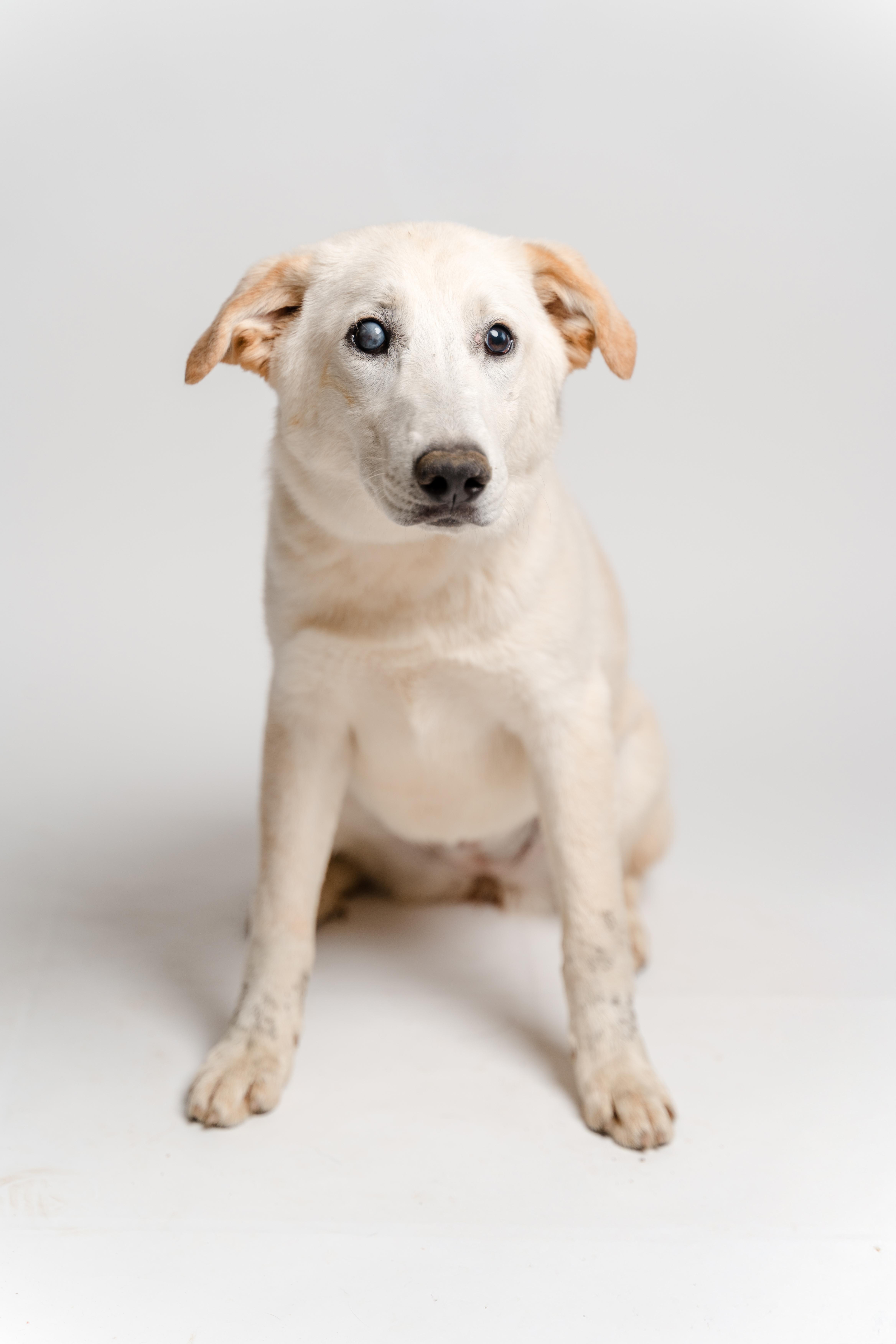 Alaya — thumbnail 2