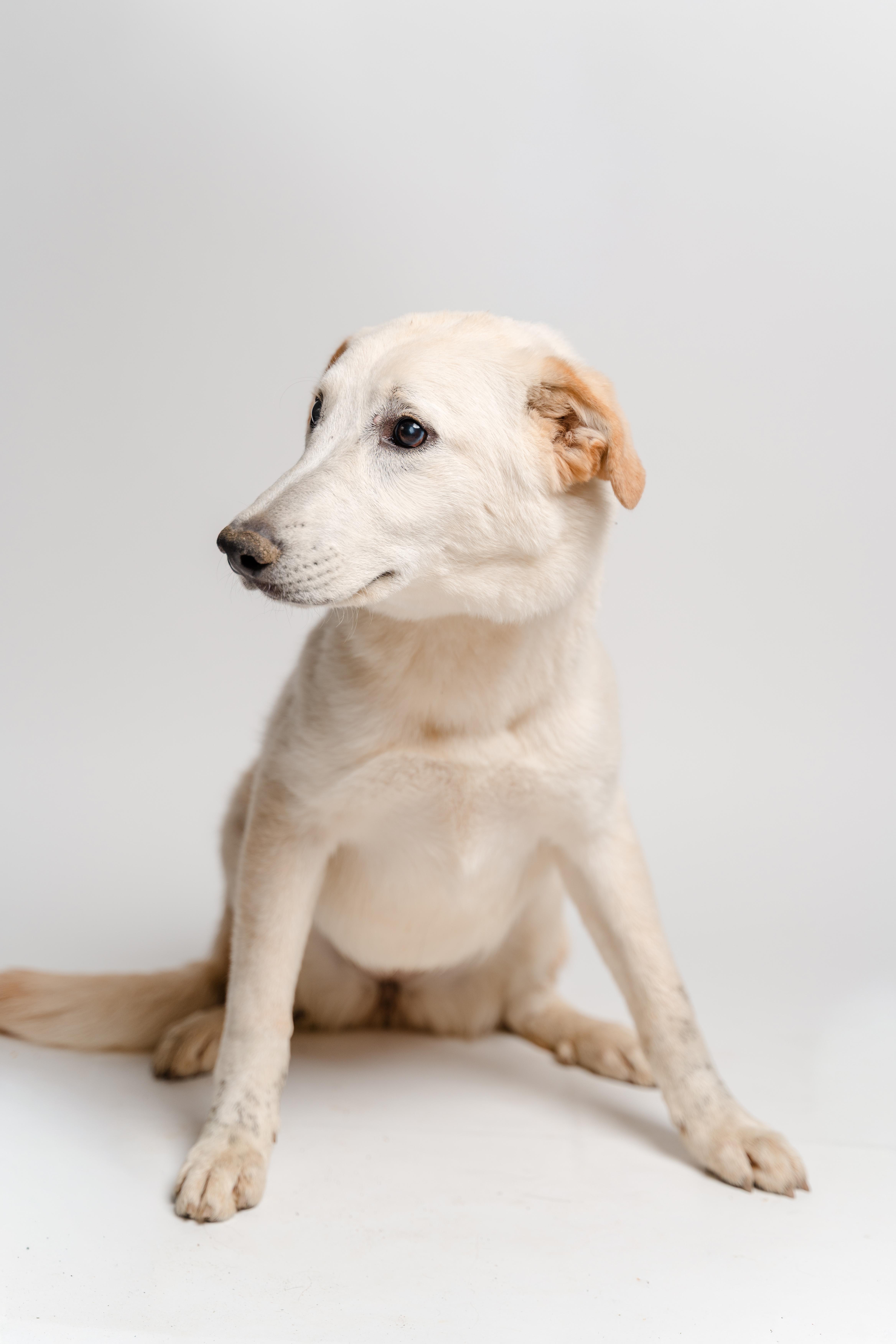 Alaya — thumbnail 3