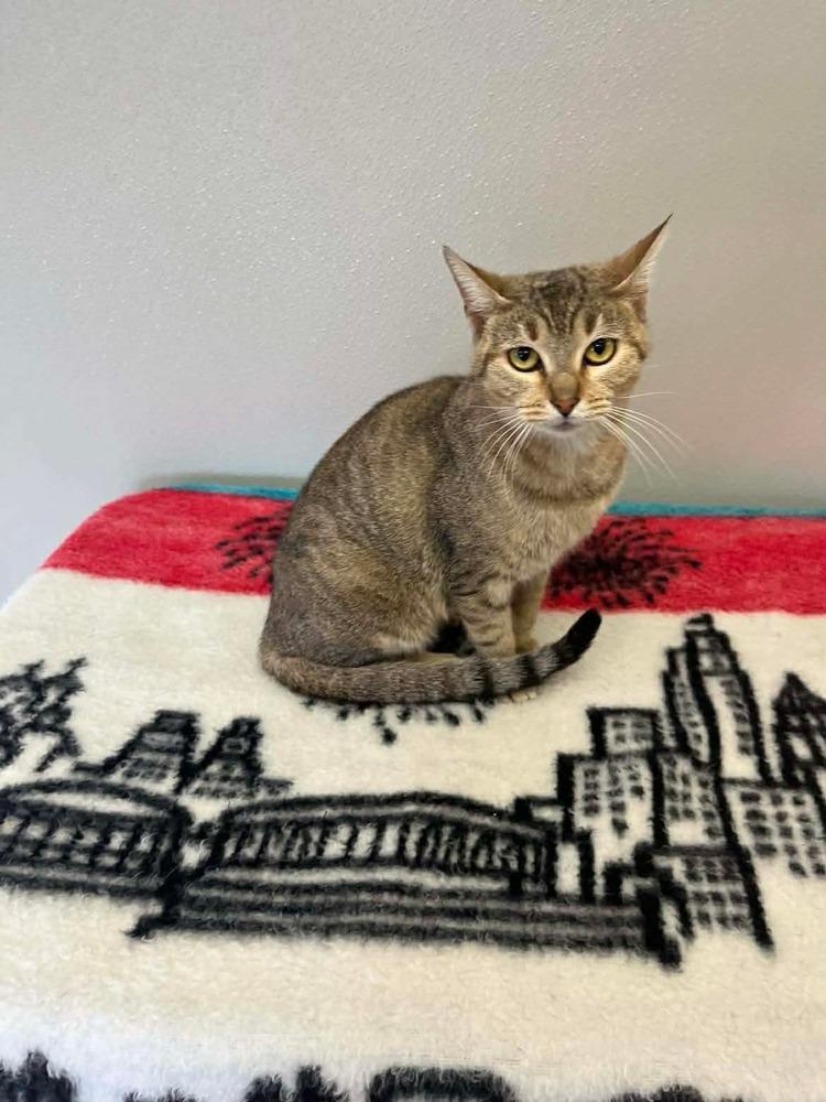 Snowflake, Adopted, Adult Female Domestic Short Hair.