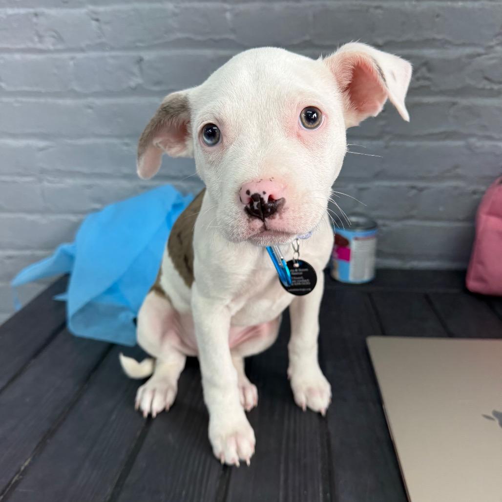 Stew, Adoptable, Puppy Male Chihuahua.