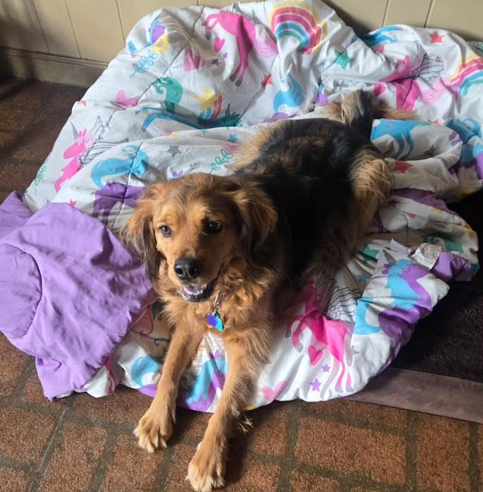 Penny in RI, Adoptable, Adult Female Cocker Spaniel.