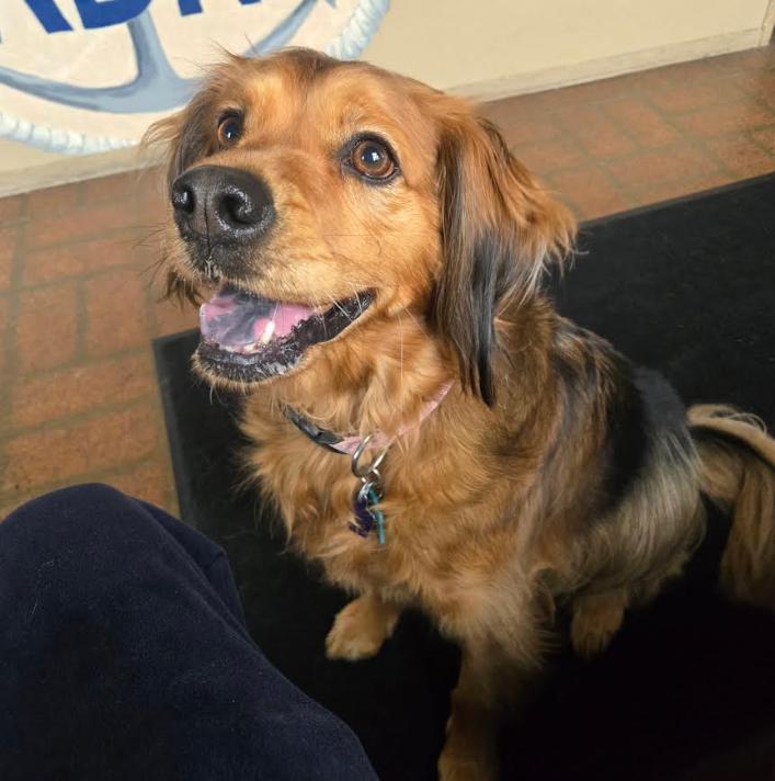 Enlarge Penny in RI, a Adoptable Cocker Spaniel in Cranston, RI image 3/3