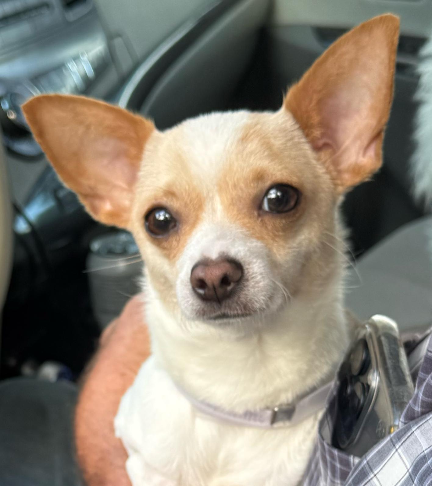 Enlarge Bow Tie, a ADOPTABLE Chihuahua in Wingdale, NY image 2/2