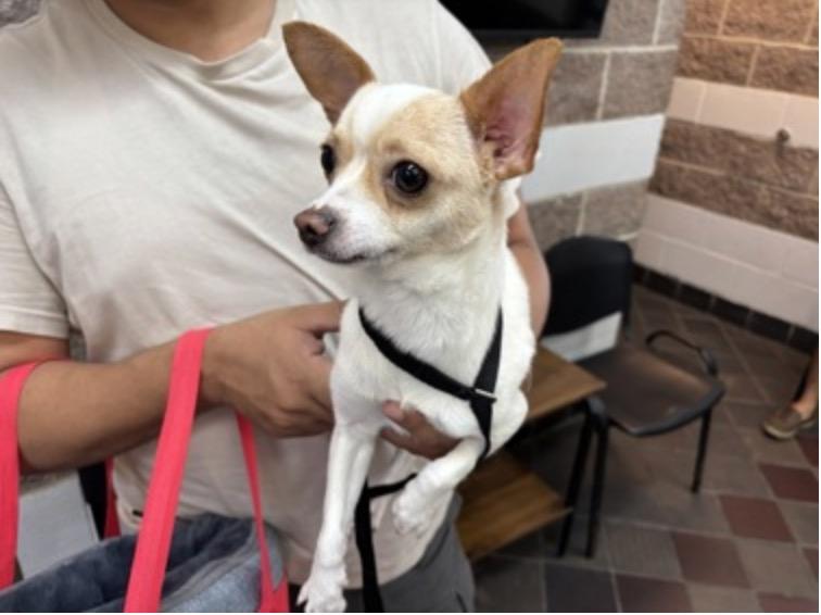 Bow Tie, ADOPTABLE, Puppy Male Chihuahua.