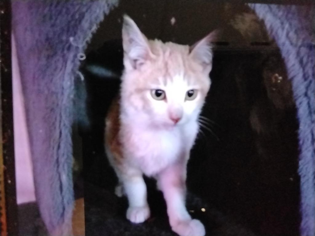 Toothless, a Adoptable mixed breed in Ada, OK image 1/2