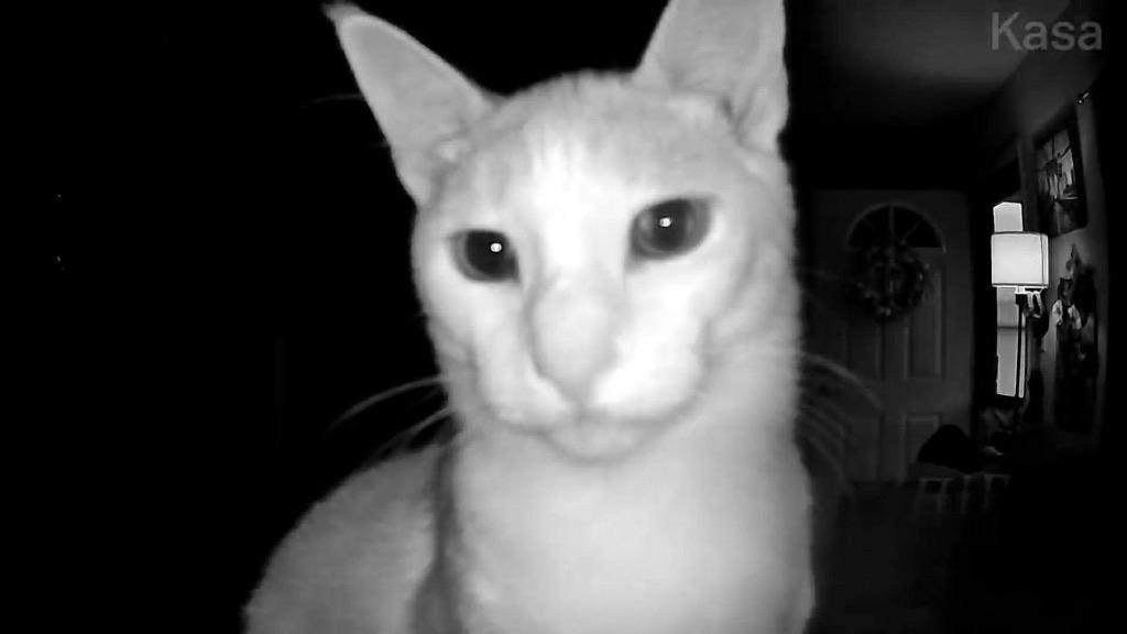 Enlarge Toothless, a Adoptable mixed breed in Ada, OK image 3/6