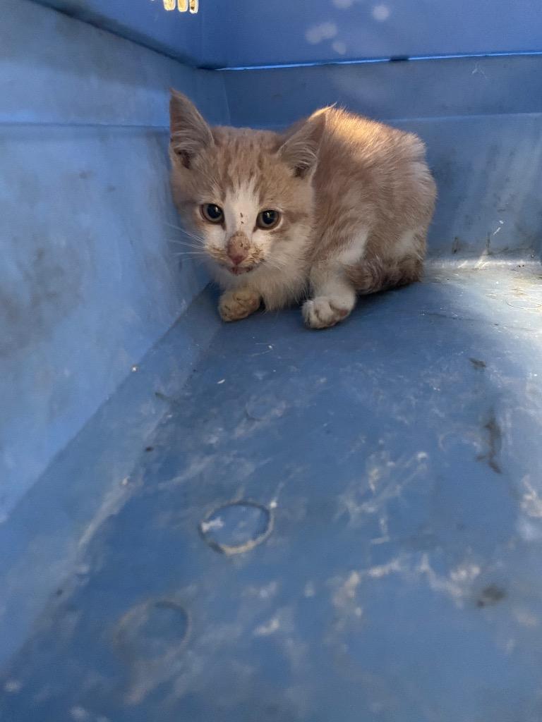 Toothless, Adoptable, Kitten Male Domestic Short Hair.