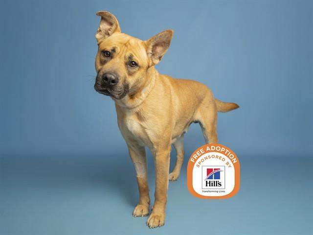 VICTOR, Adoptable, Adult Male Pit Bull Terrier & Belgian Shepherd / Malinois.