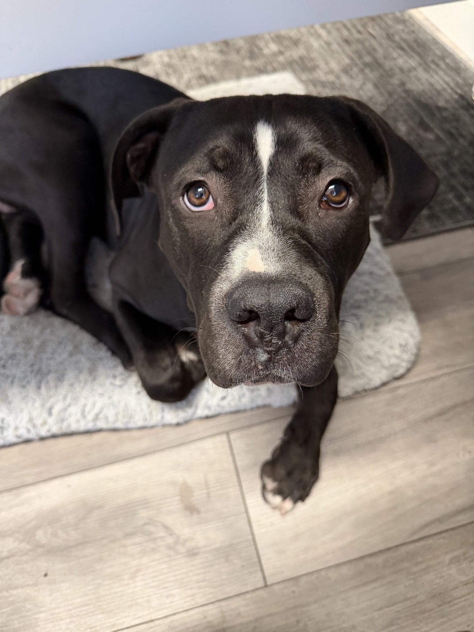 Dom, Adoptable, Puppy Male American Staffordshire Terrier.