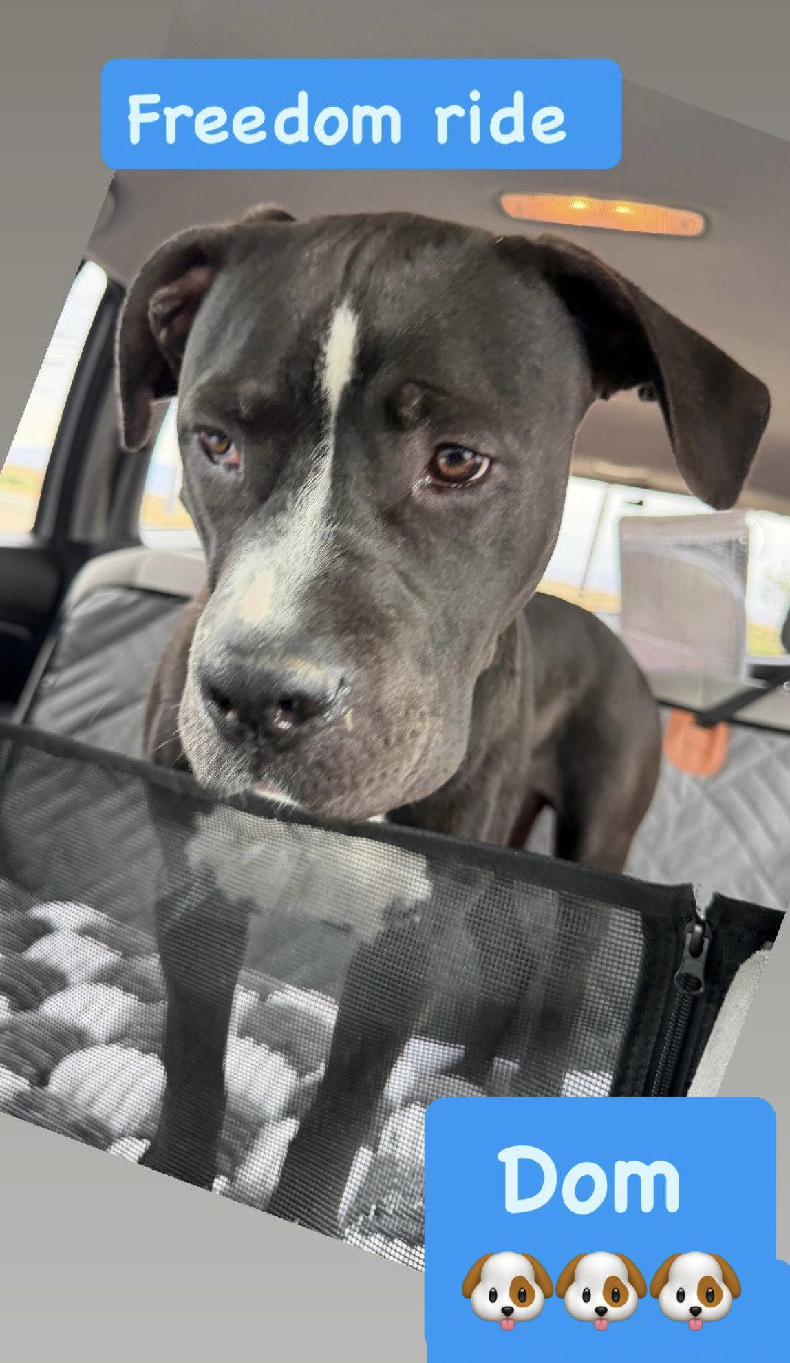 Enlarge Dom, a Adoptable American Staffordshire Terrier in San Diego, CA image 2/3