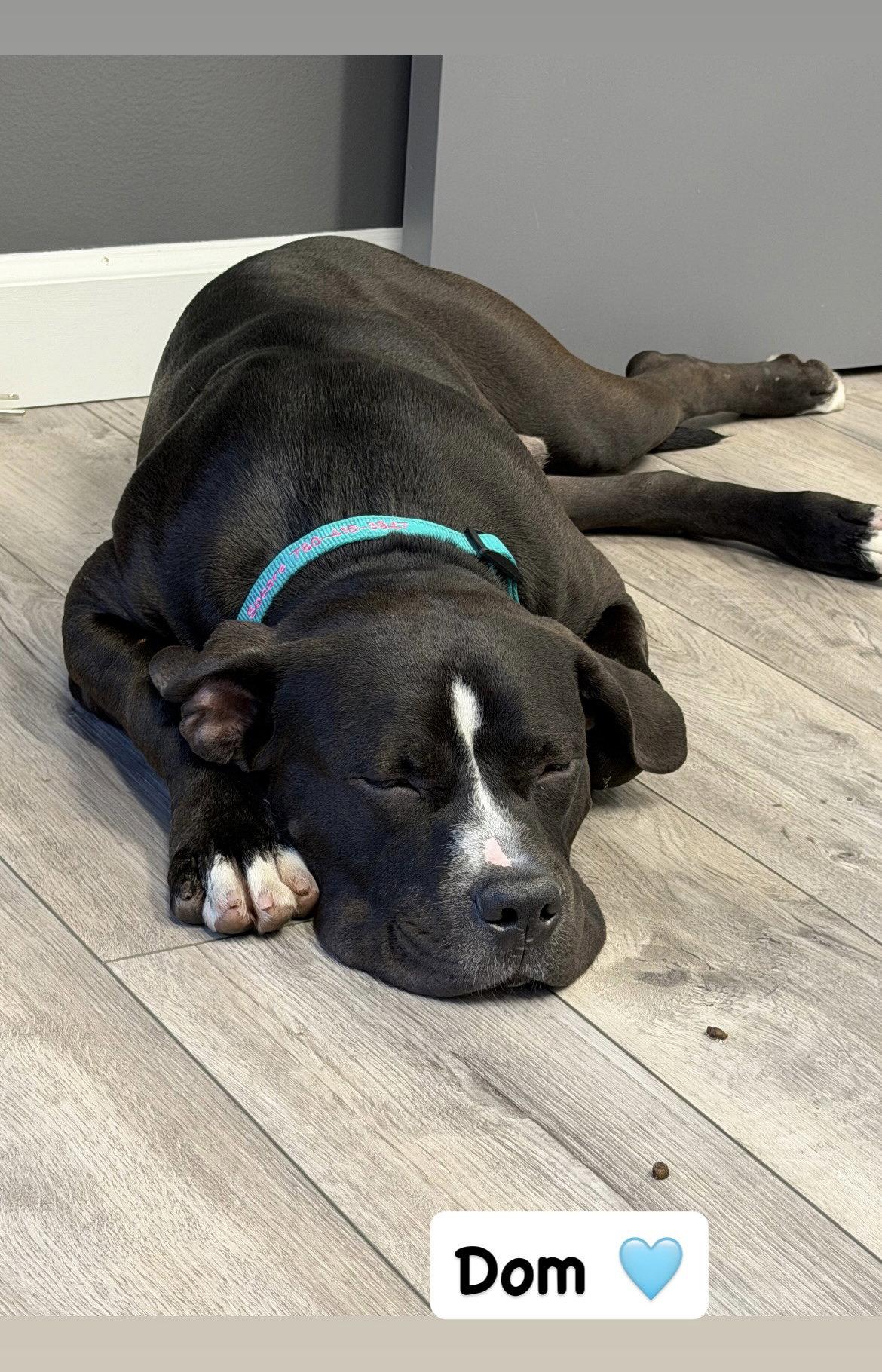 Enlarge Dom, a Adoptable American Staffordshire Terrier in San Diego, CA image 3/3