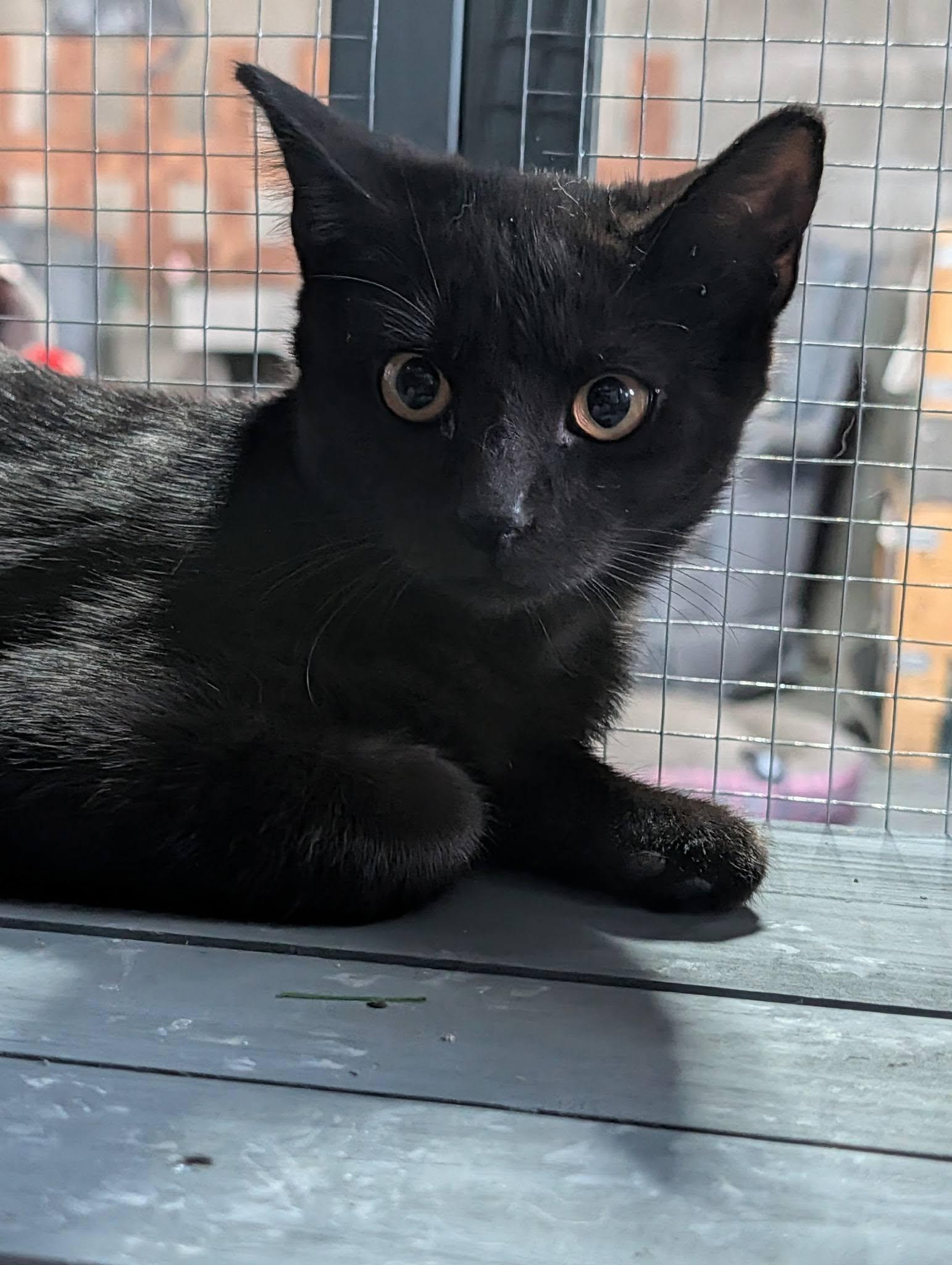 Enlarge Bender, a Adoptable Domestic Short Hair in Claridge, PA image 5/5