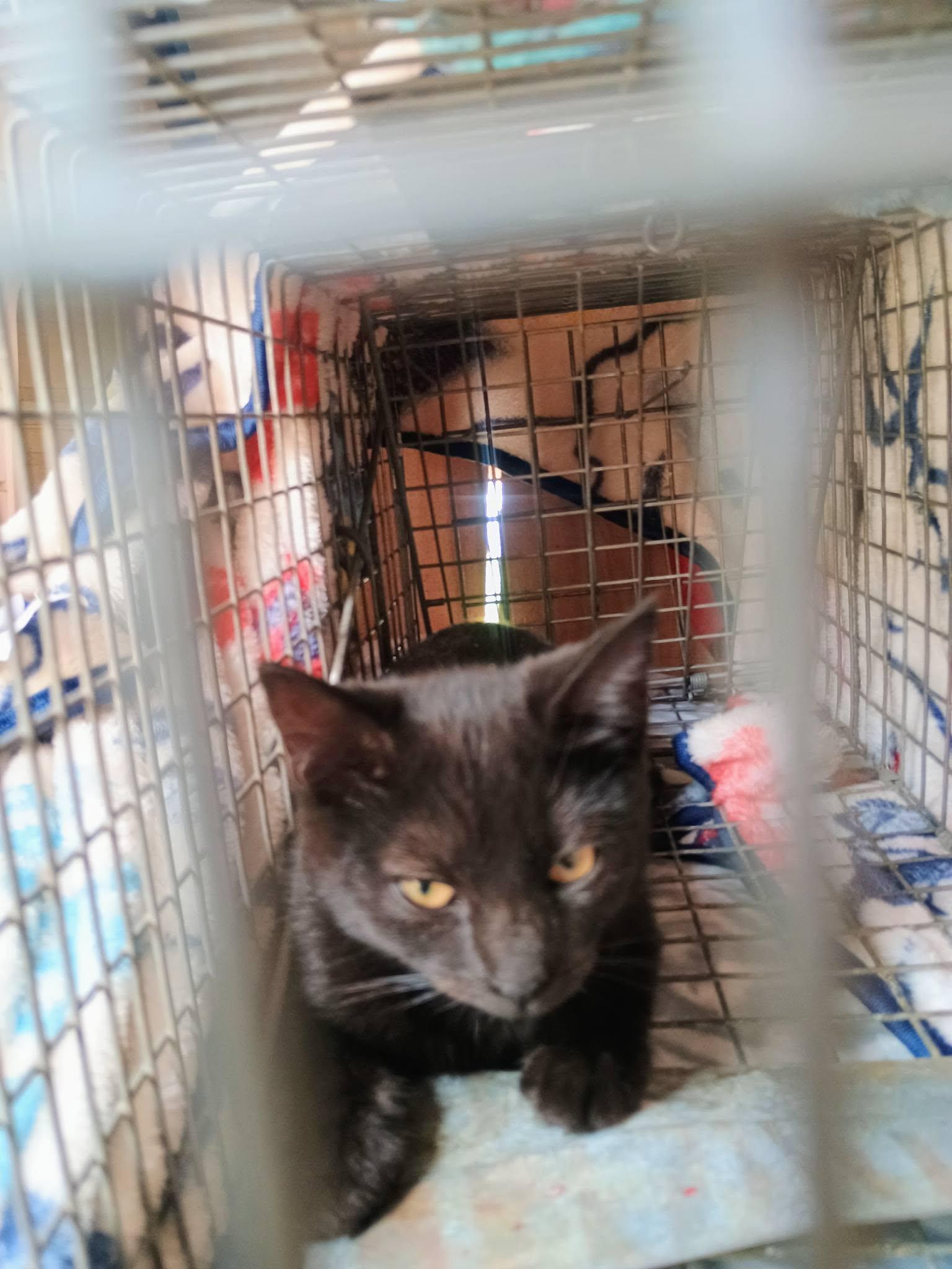 Enlarge Bender, a Adoptable Domestic Short Hair in Claridge, PA image 4/5