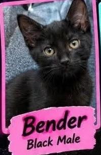 Enlarge Bender, a Adoptable Domestic Short Hair in Claridge, PA image 1/5