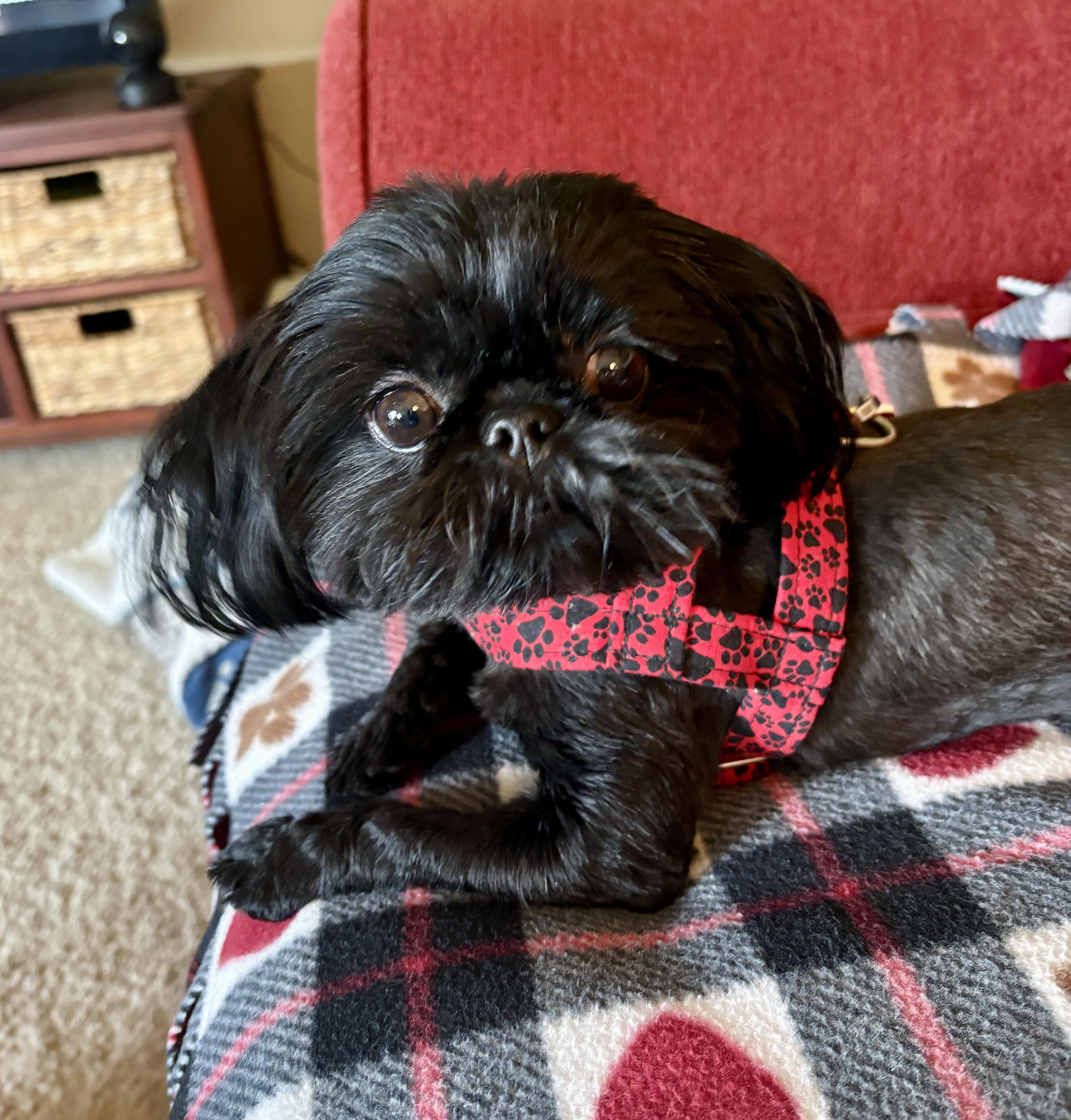 PEARL, ADOPTABLE, Young Female Shih Tzu.