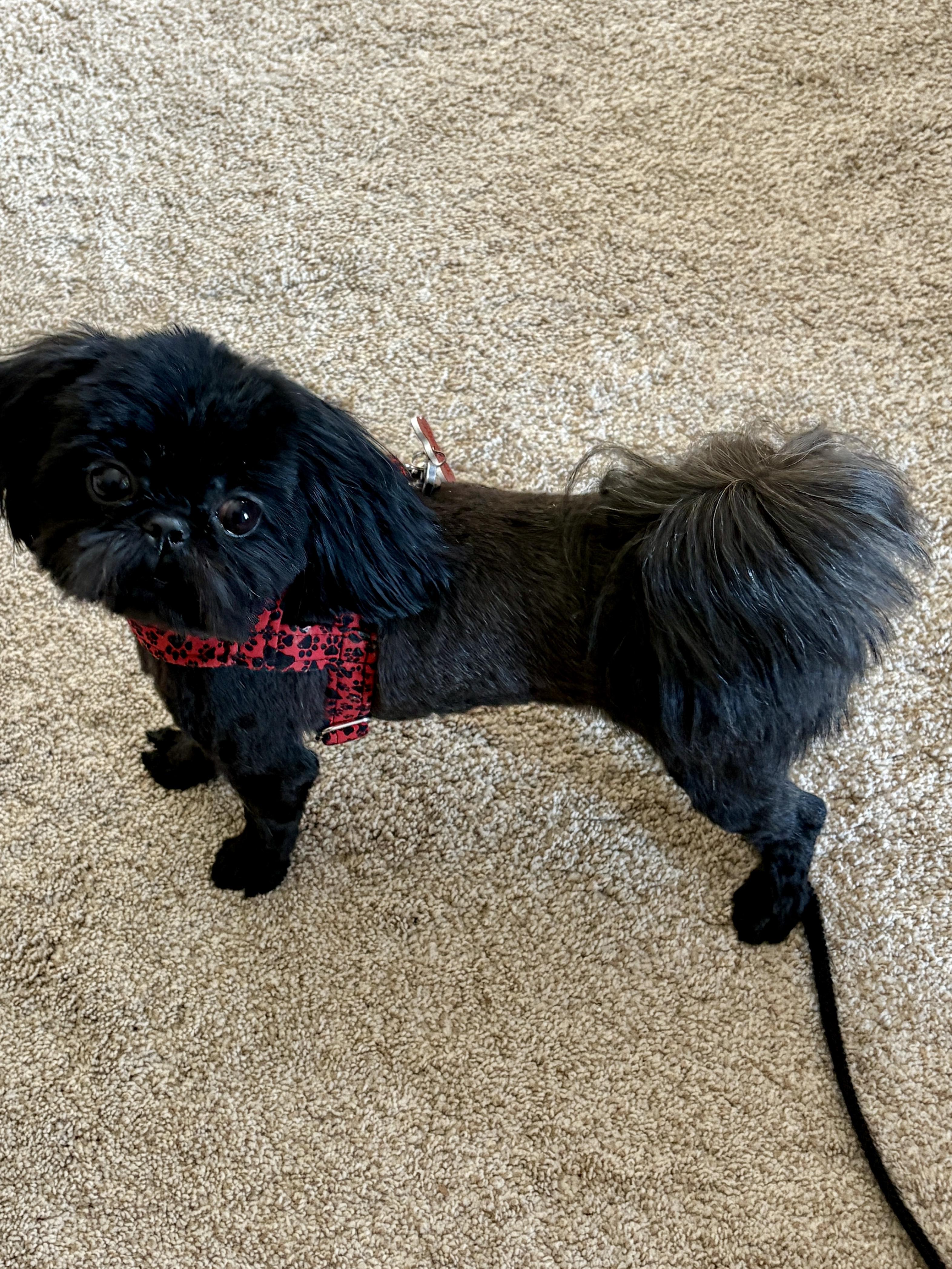 PEARL, an adoptable Shih Tzu in Eden Prairie, MN image 2/2