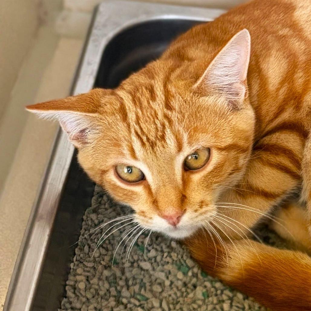 Enlarge Caterpillar, a Adoptable Domestic Short Hair in Rifle, CO image 1/1