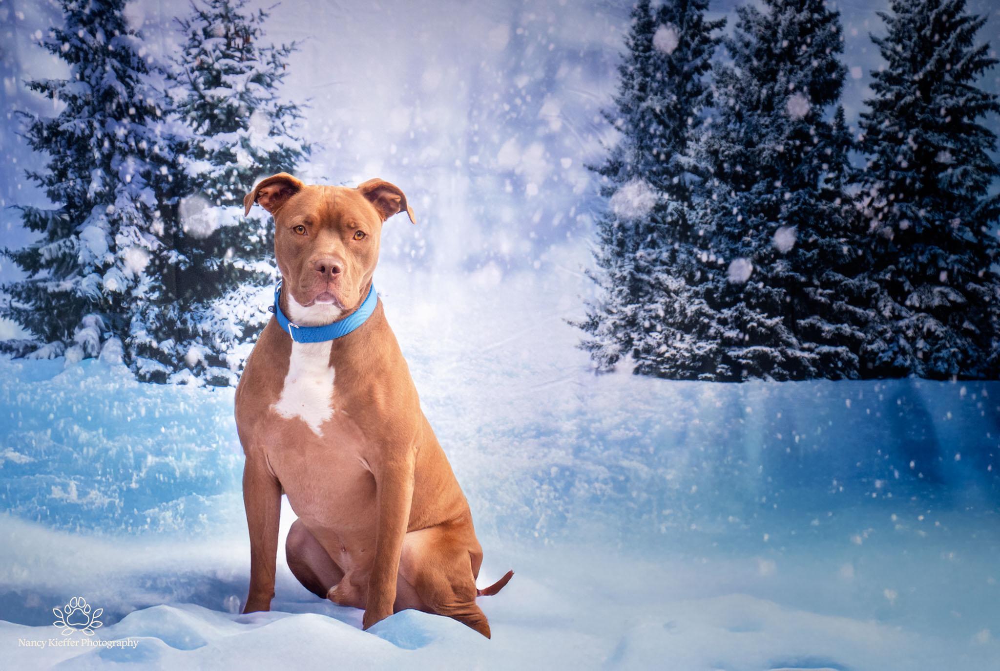 Keem, a Adoptable mixed breed image 2/5