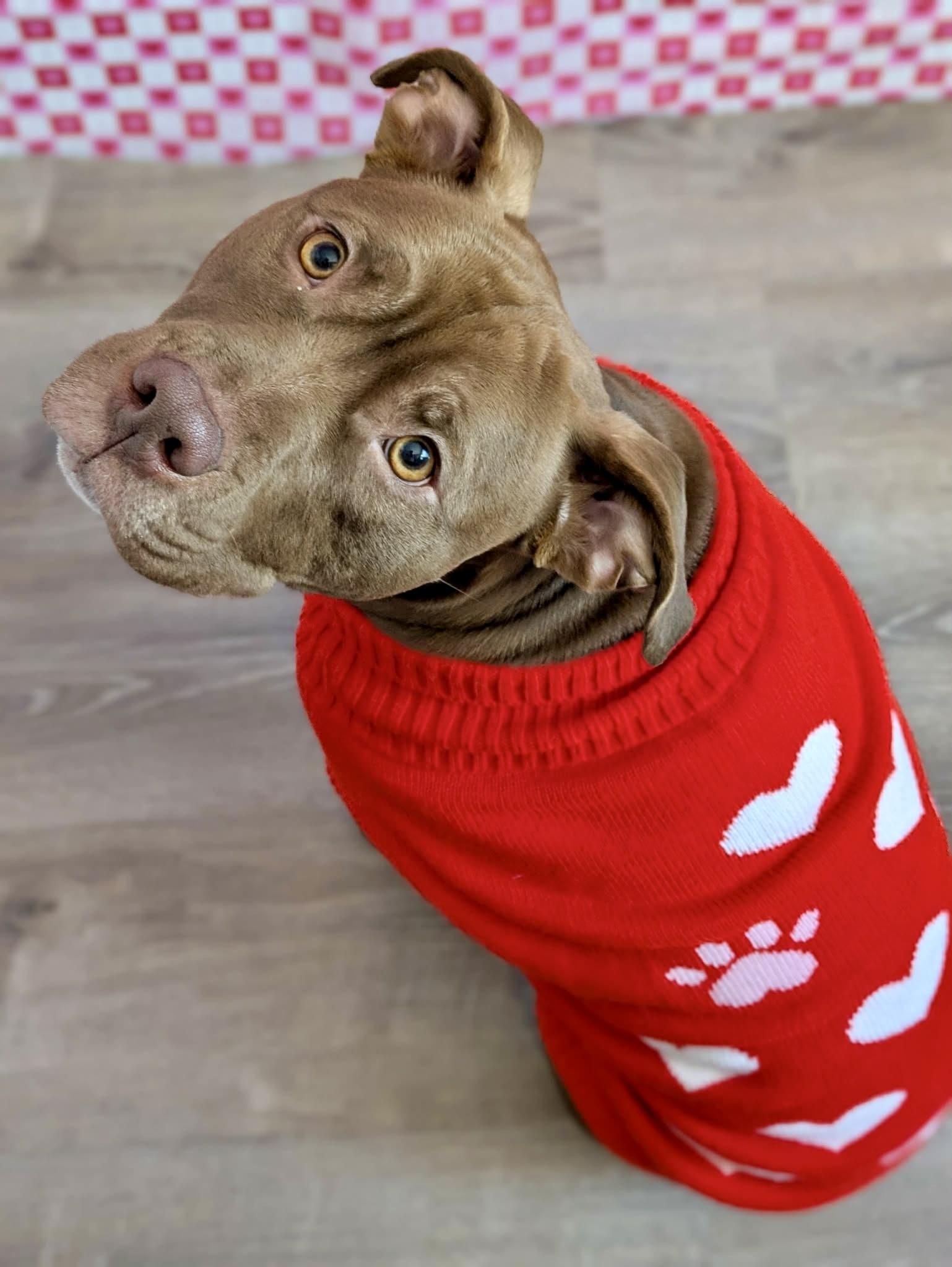 Enlarge Keem, a Adoptable mixed breed in Jamesville, NY image 5/6