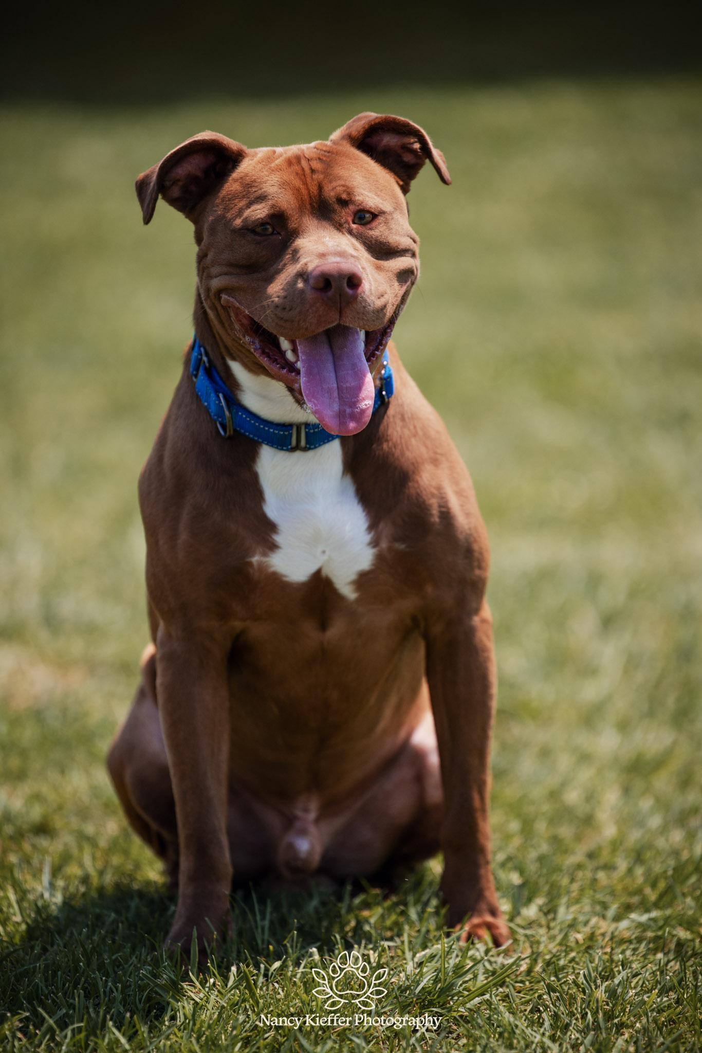 Keem, a Adoptable mixed breed image 3/5