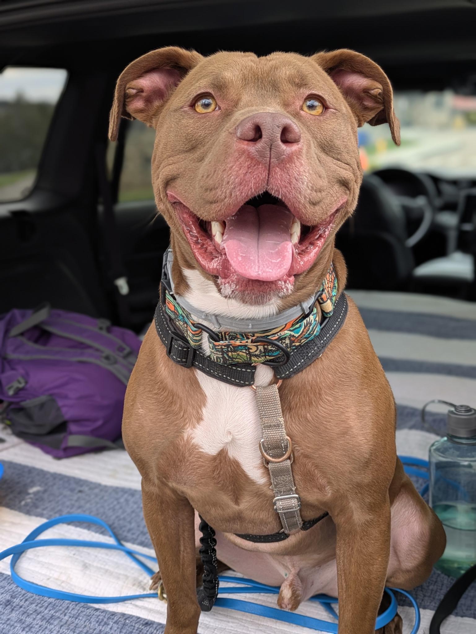 Enlarge Keem, a Adoptable mixed breed in Jamesville, NY image 1/6