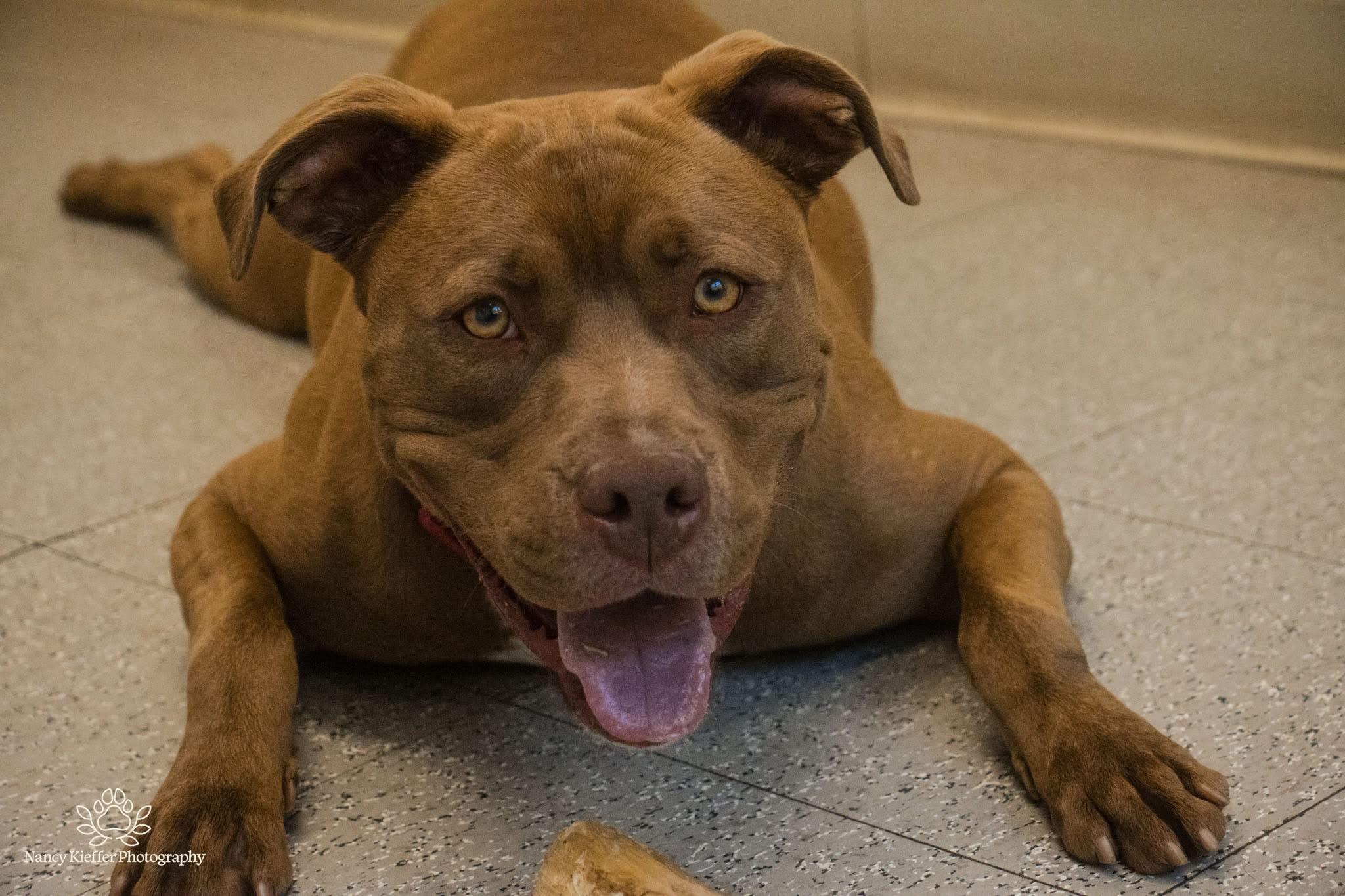 Keem, a Adoptable mixed breed image 4/5