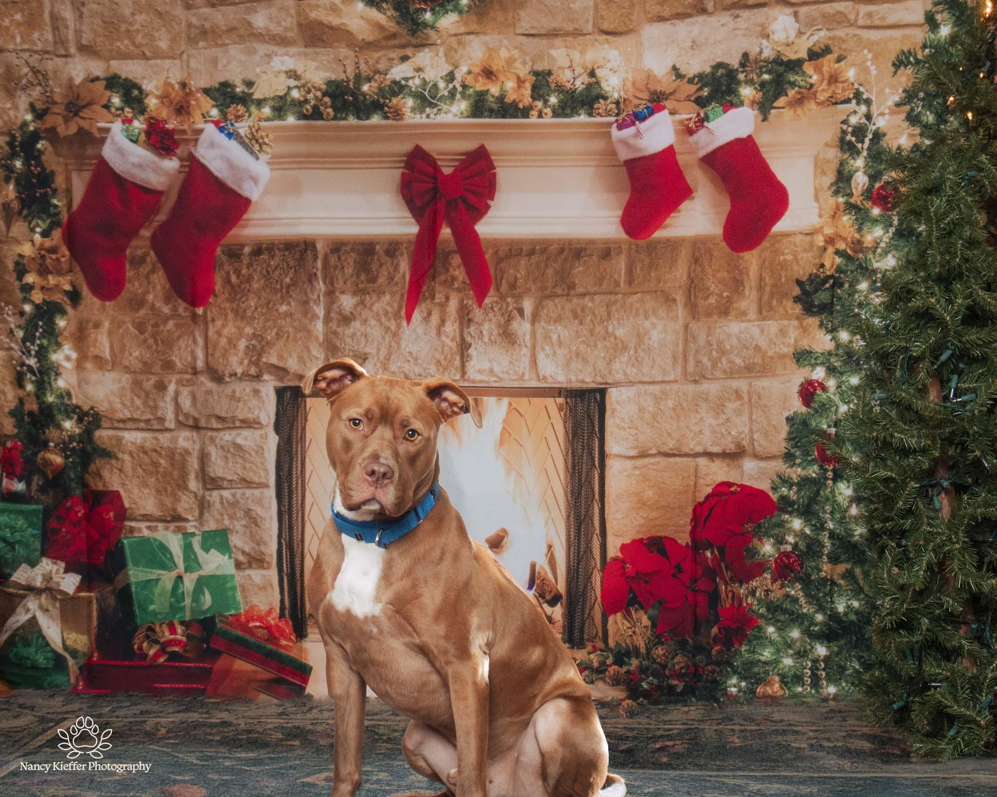 Keem, a Adoptable mixed breed image 1/5