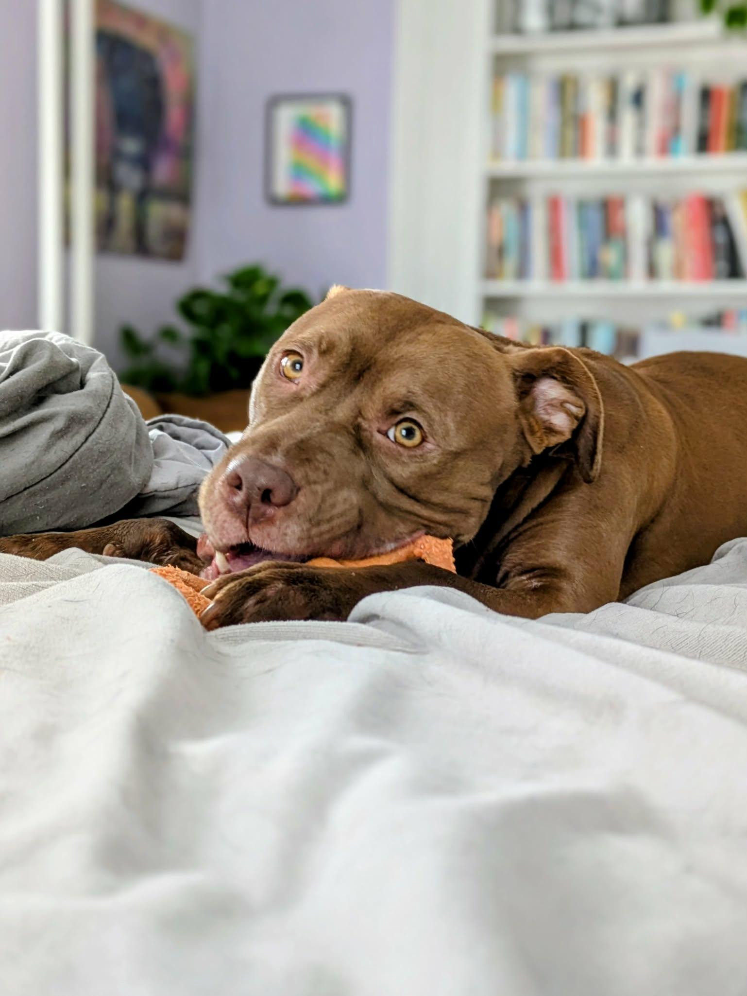 Keem, a Adoptable mixed breed in Jamesville, NY image 5/6