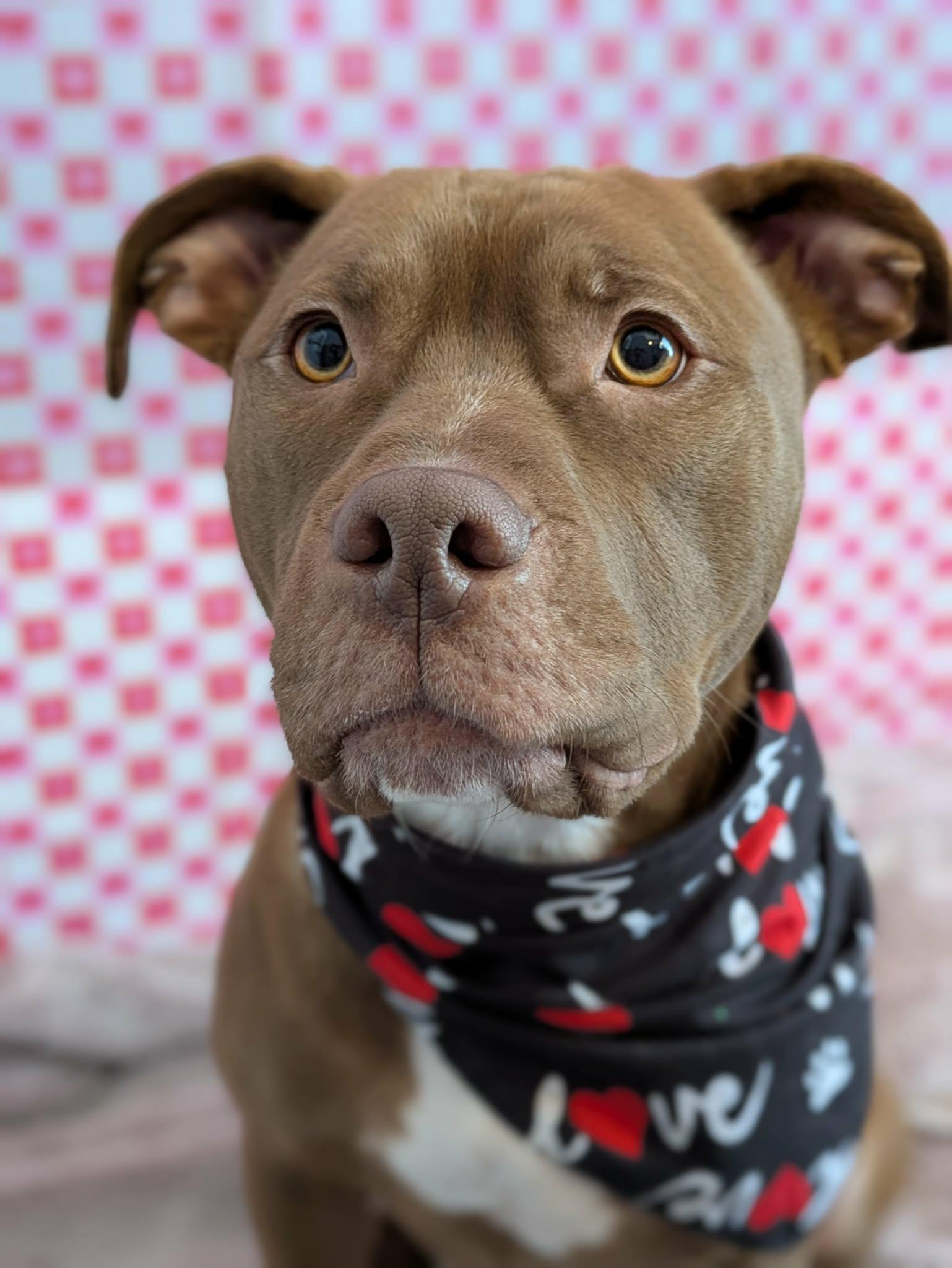 Enlarge Keem, a Adoptable mixed breed in Jamesville, NY image 4/6