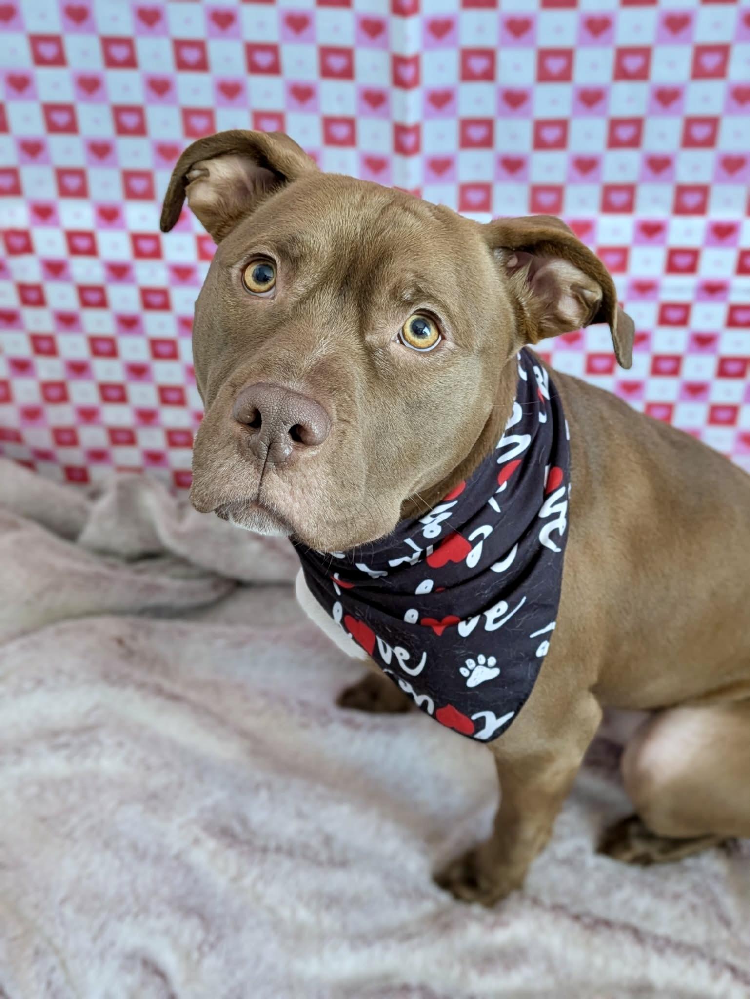 Enlarge Keem, a Adoptable mixed breed in Jamesville, NY image 6/6