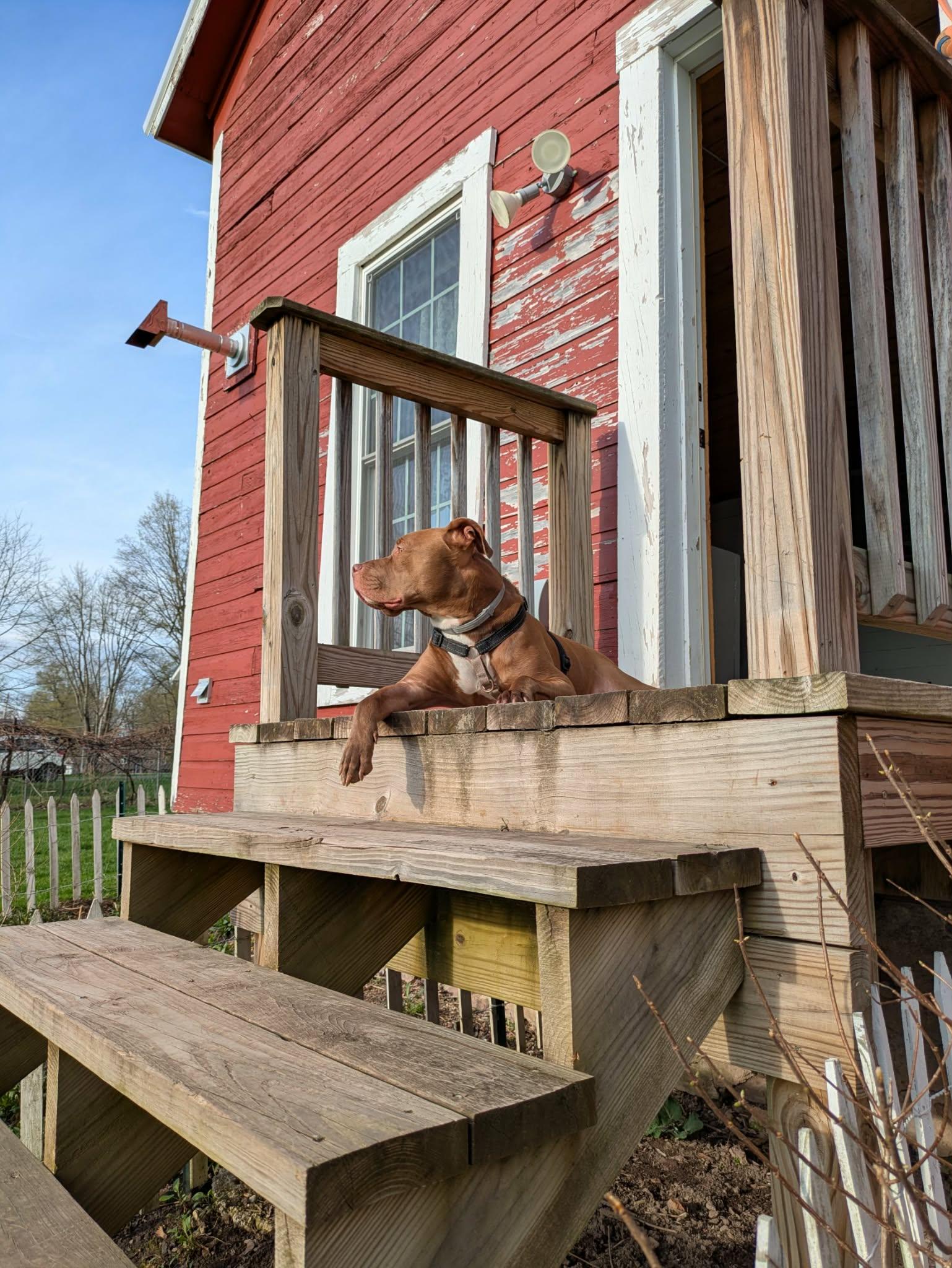 Keem, a Adoptable mixed breed in Jamesville, NY image 6/6